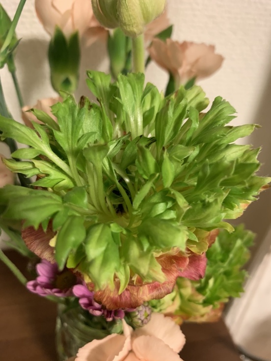変わり咲きのラナンキュラスその後 花教室 Maiko