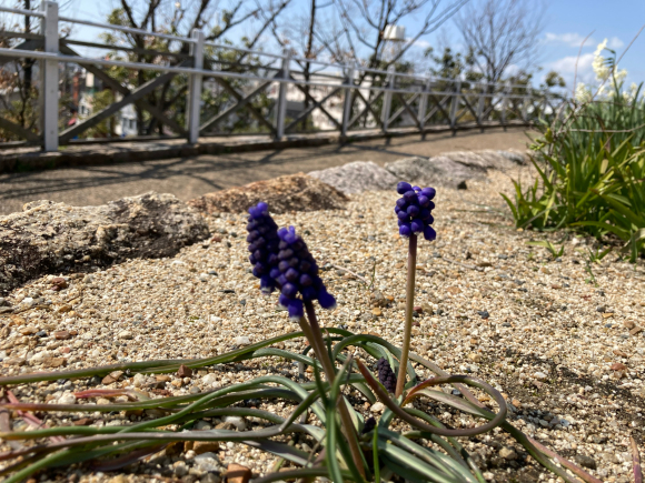 八幡屋公園の花達_a0098418_23440246.jpg