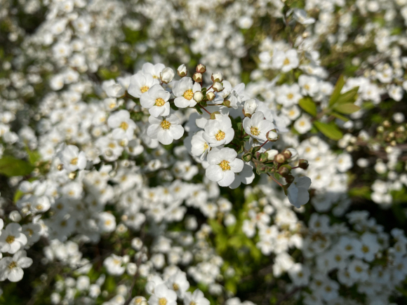八幡屋公園の花達_a0098418_23441200.jpg