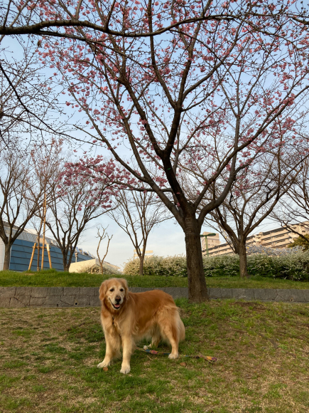 八幡屋公園の花達_a0098418_23450152.jpg