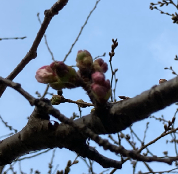 八幡屋公園の花達_a0098418_23471830.jpg