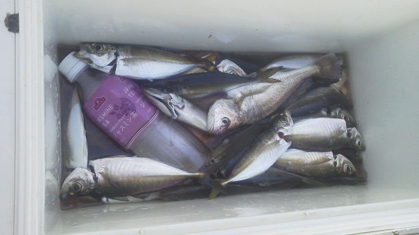 北の強風の中アジ釣り_b0342642_17132496.jpg
