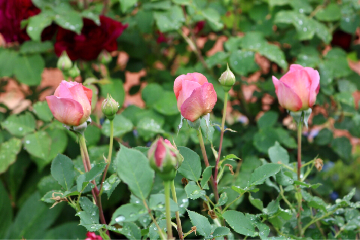 ボスコベルの移植 My Small Garden Sugar Plum