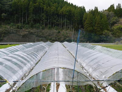 甘熟イチジク 匠の剪定作業2021 前編:結果枝を匠の剪定!1節から実るように弱い芽を残します! _a0254656_17472228.jpg