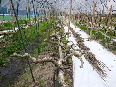 甘熟イチジク 匠の剪定作業2021 後編:結果枝を匠の剪定!1節 甘熟イチジク 匠の剪定作業2021 後編:結果枝を匠の剪定!1節