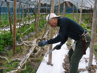 甘熟イチジク 匠の剪定作業2021 前編:結果枝を匠の剪定!1節から実るように弱い芽を残します! _a0254656_18175825.jpg