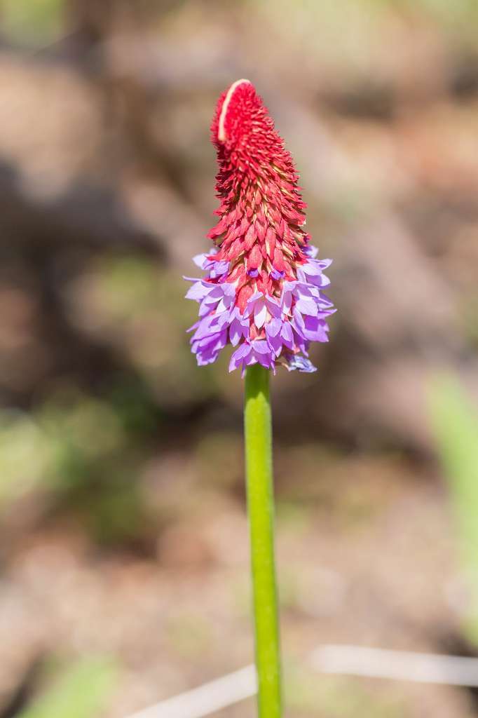 とんがり帽子みたいな花 : あだっちゃんの花鳥風月