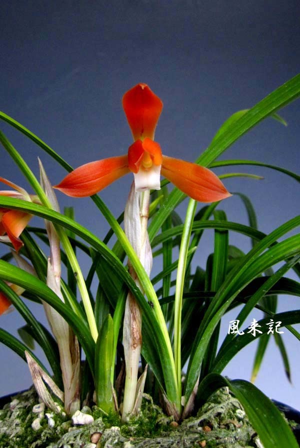 日本春蘭「かぐや姫」 No．2087 : 東洋蘭風来記奥部屋