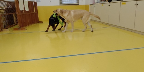 だぁ~れだ?&仲良し🍀_f0357682_13441278.jpg