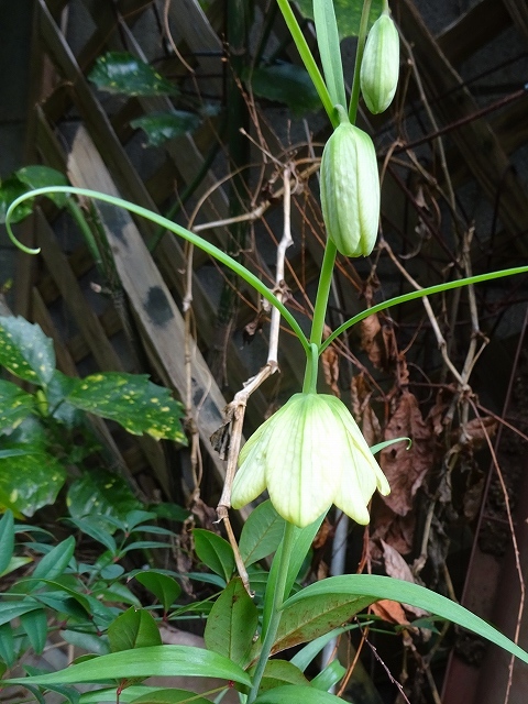編笠模様のバイモが開花 花と葉っぱ 編笠模様のバイモが開花 花と葉っぱ