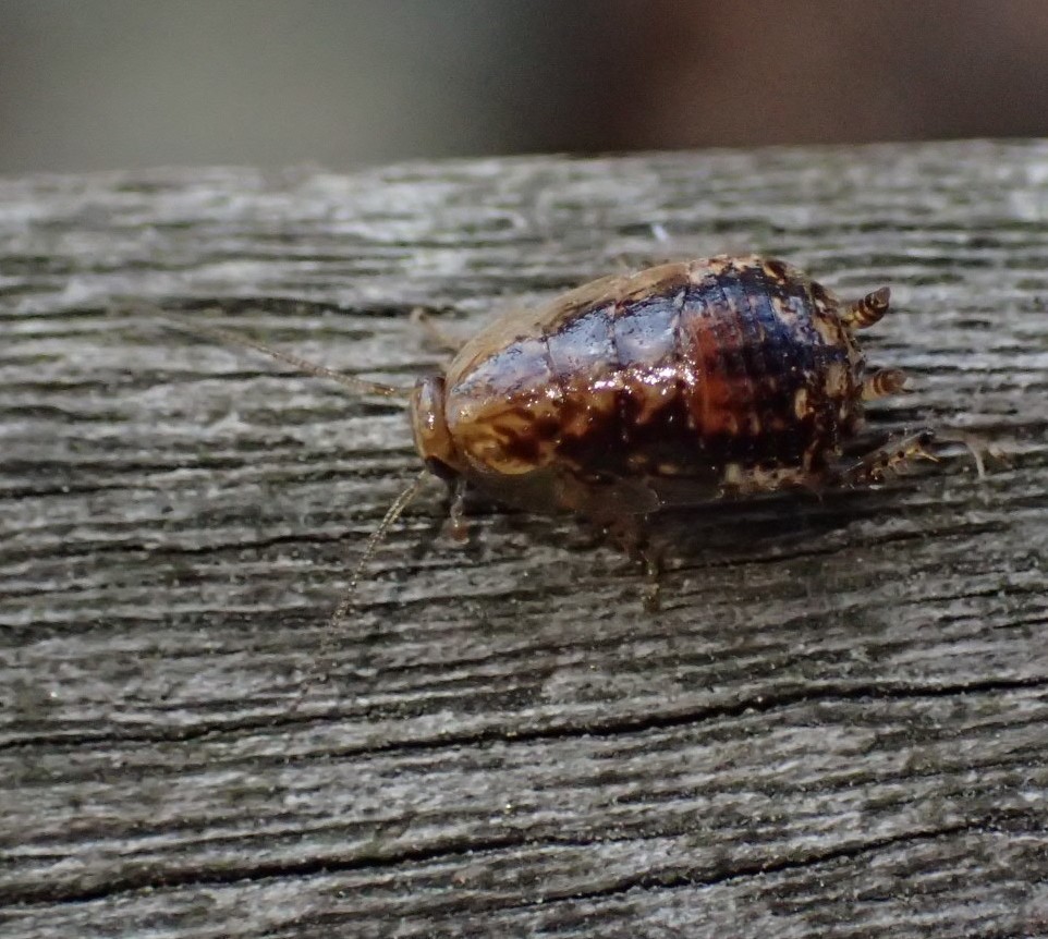 ヒメクロゴキブリ の幼虫 Chorisoneura Nigra 写ればおっけー コンデジで虫写真