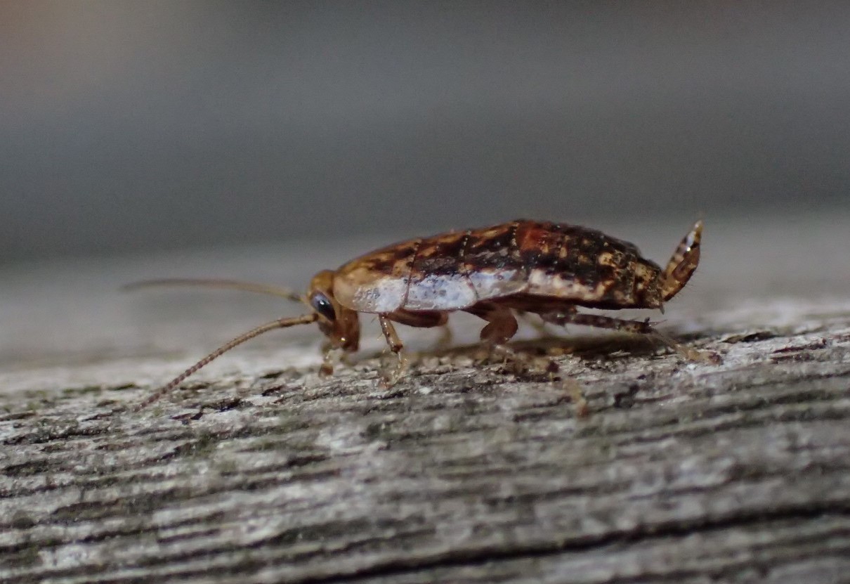 ヒメクロゴキブリ の幼虫 Chorisoneura Nigra 写ればおっけー コンデジで虫写真