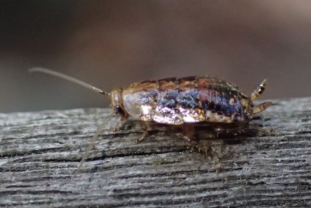 ヒメクロゴキブリ の幼虫 Chorisoneura Nigra 写ればおっけー コンデジで虫写真