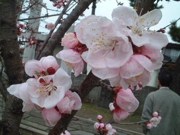 秋田市菅原神社の梅が咲き始めていた_f0019498_13544731.jpg