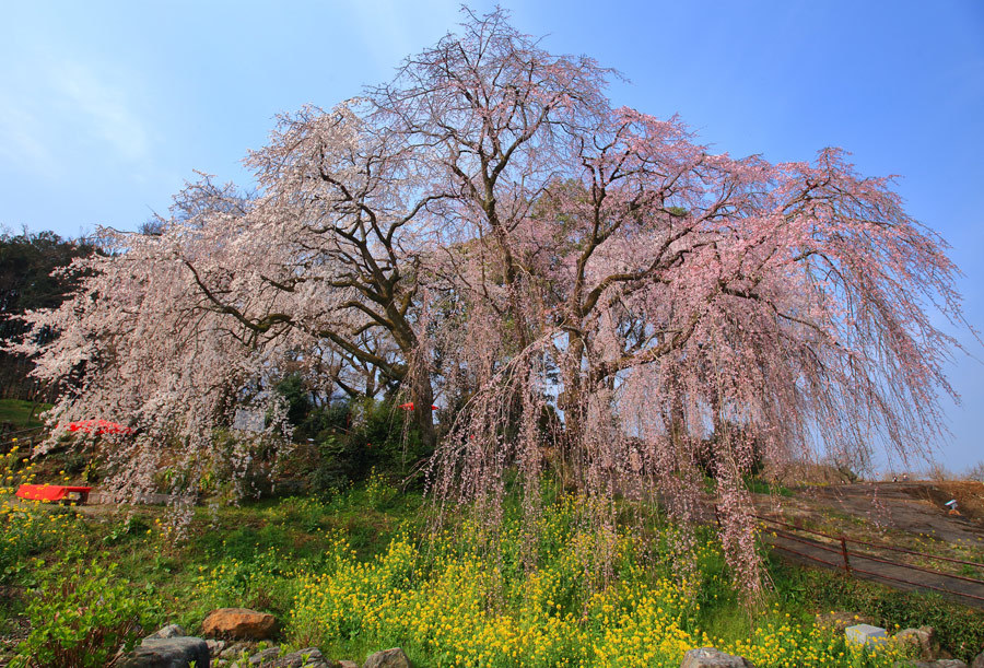 法華原華院庭園・身延桜 : 九州ロマンチック街道