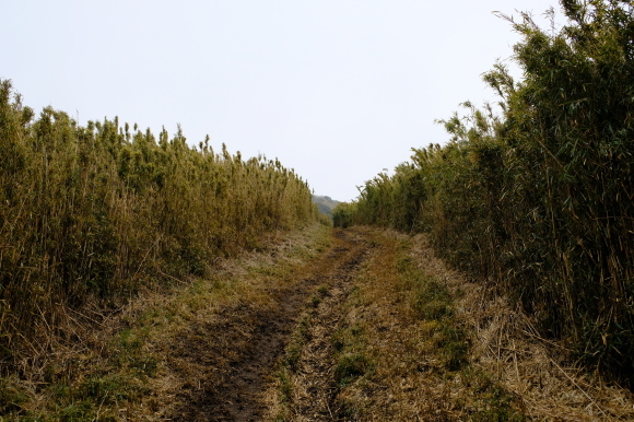 一人登山　明神ヶ岳_e0000910_11562275.jpg