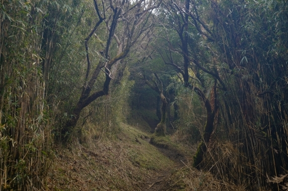 一人登山　明神ヶ岳_e0000910_11585439.jpg