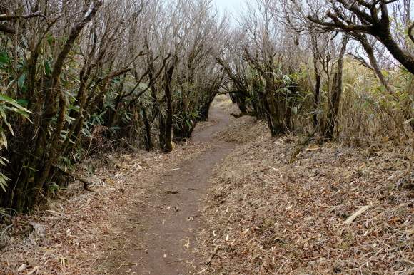 一人登山　明神ヶ岳_e0000910_12044782.jpg