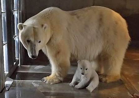 男鹿水族館gaoの赤ちゃん 生後80日が経過 ホッキョクグマの性格は父親と母親のどちらに強く似るのか Polarbearology Conjectaneum 男鹿水族館gaoの赤ちゃん 生後80日が経過 ホッキョクグマの性格は父親と母親のどちらに強く似るのか Polarbearology Conjectaneum