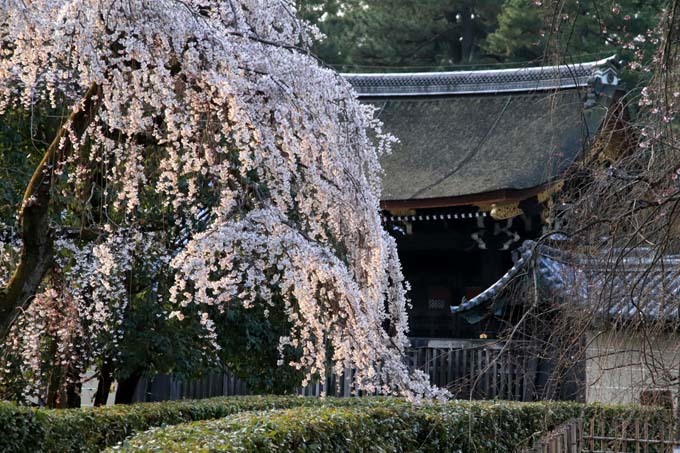 糸しだれ桜が満開に　京都御苑近衛邸跡1_e0048413_19532632.jpg