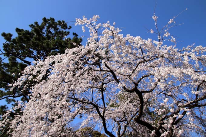 糸しだれ桜が満開に　京都御苑近衛邸跡1_e0048413_19533134.jpg