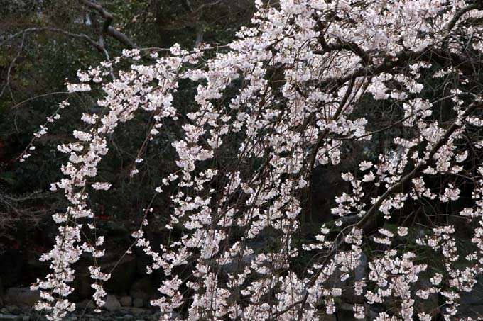 糸しだれ桜が満開に　京都御苑近衛邸跡1_e0048413_19533764.jpg