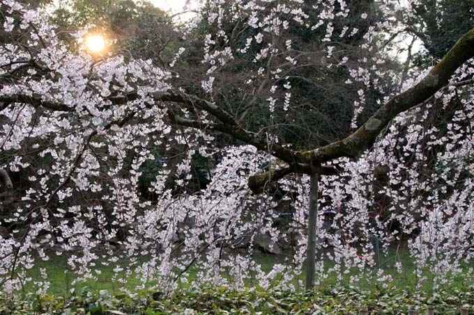 糸しだれ桜が満開に　京都御苑近衛邸跡1_e0048413_19534222.jpg