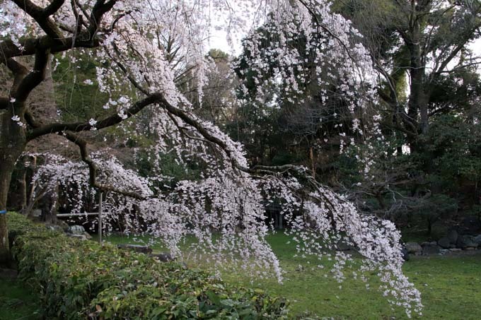 糸しだれ桜が満開に　京都御苑近衛邸跡1_e0048413_19534797.jpg