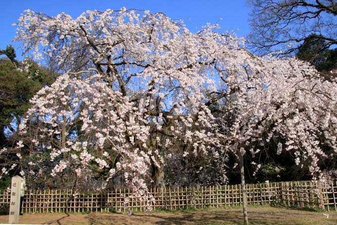 糸しだれ桜が満開に　京都御苑近衛邸跡1_e0048413_19535110.jpg
