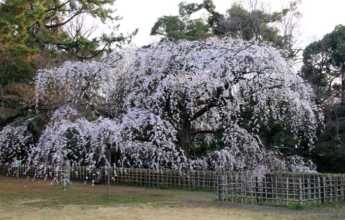 糸しだれ桜が満開に　京都御苑近衛邸跡1_e0048413_19535615.jpg