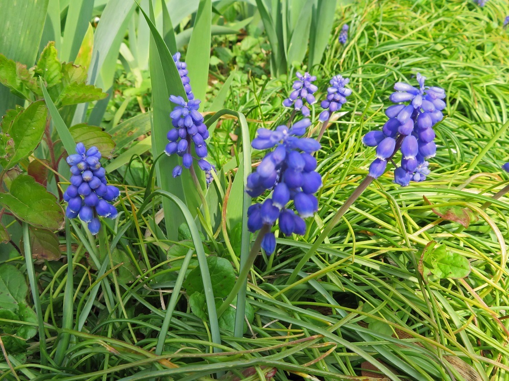 紫の春の花 我が家の花たち 紫の春の花 我が家の花たち