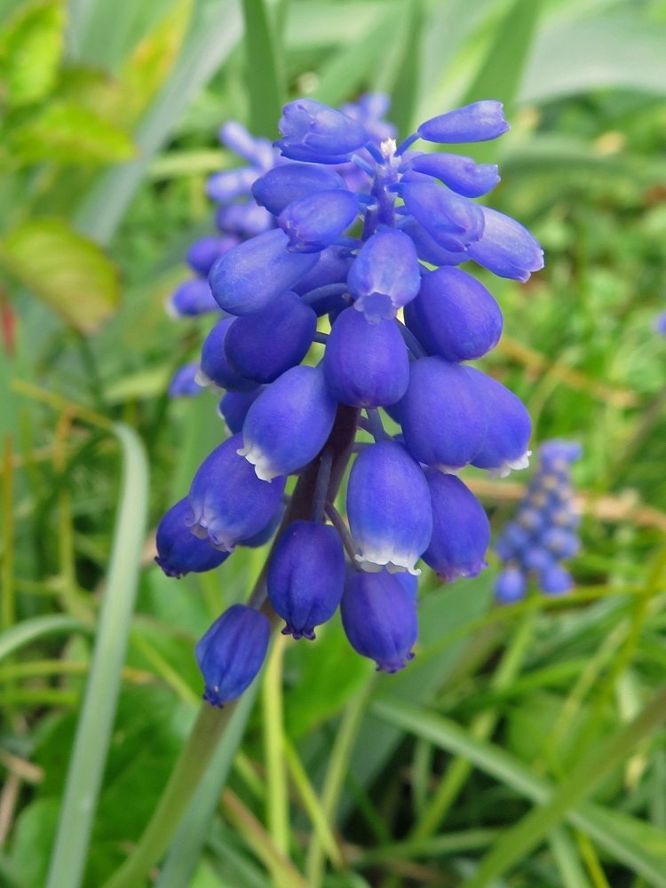 紫の春の花 我が家の花たち
