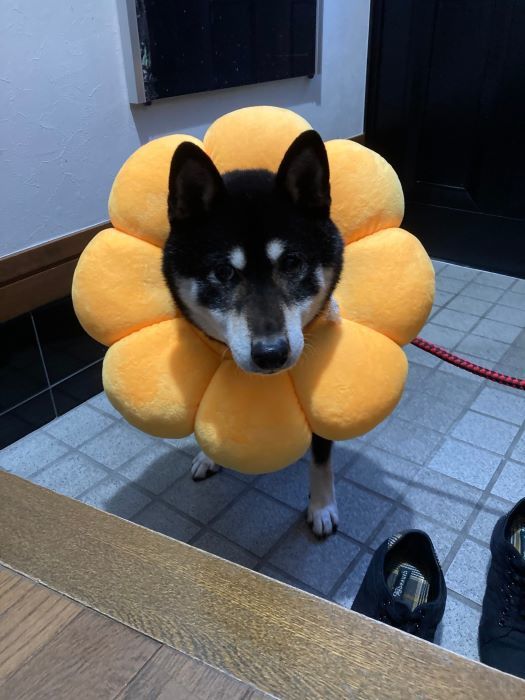 花粉症ではないのですが・・_c0155326_21045179.jpg
