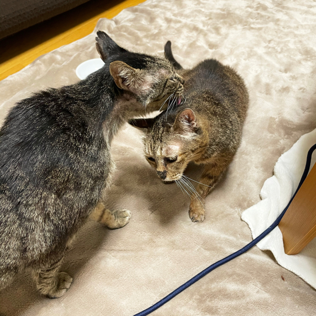 だって家族だもの にゃんず日記 だって家族だもの にゃんず日記
