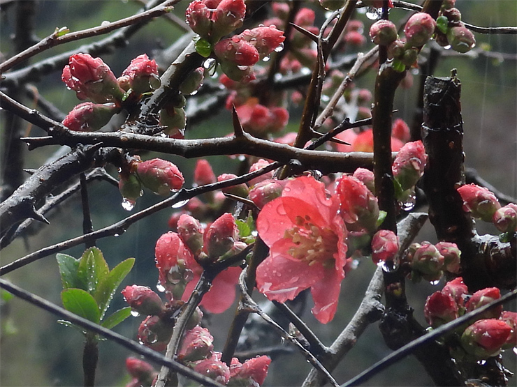 birdwatching in 大森②_f0214649_19255465.jpg