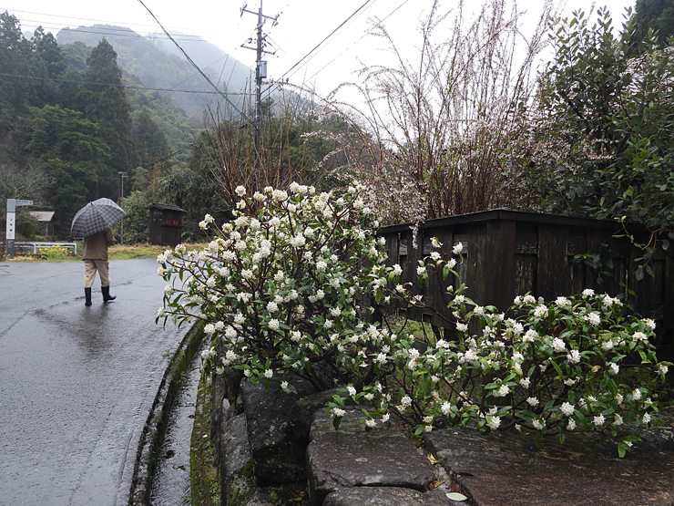 birdwatching in 大森②_f0214649_19261013.jpg