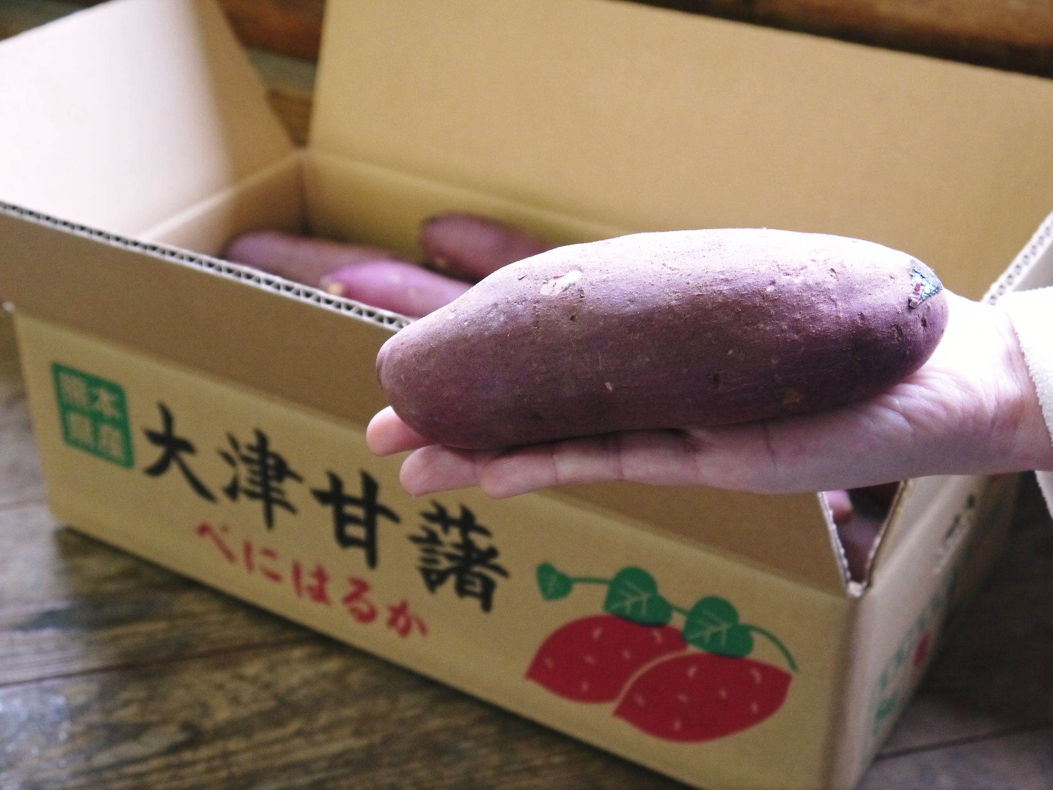 熊本県産の熟成サツマイモ「紅はるか」大好評販売中!令和3年度のサツマイモは苗床で芽吹きました!_a0254656_16560628.jpg
