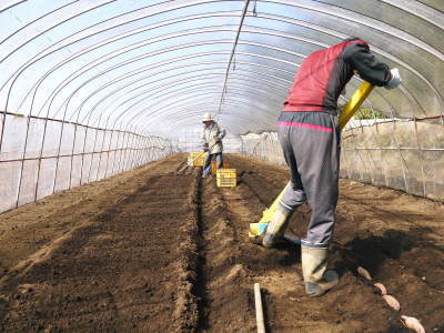 熊本県産の熟成サツマイモ「紅はるか」大好評販売中!令和3年度のサツマイモは苗床で芽吹きました!_a0254656_17164947.jpg