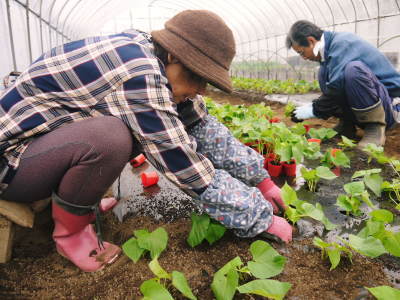 熊本県産の熟成サツマイモ「紅はるか」大好評販売中！令和3年度のサツマイモは苗床で芽吹きました！_a0254656_17415758.jpg