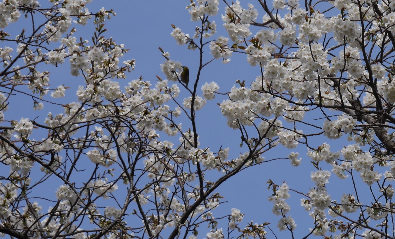 シンボルツリー 夫婦桜 の夫桜 一気に満開に3 16 北鎌倉湧水ネットワーク シンボルツリー 夫婦桜 の夫桜 一気に満開に3 16 北鎌倉湧水ネットワーク