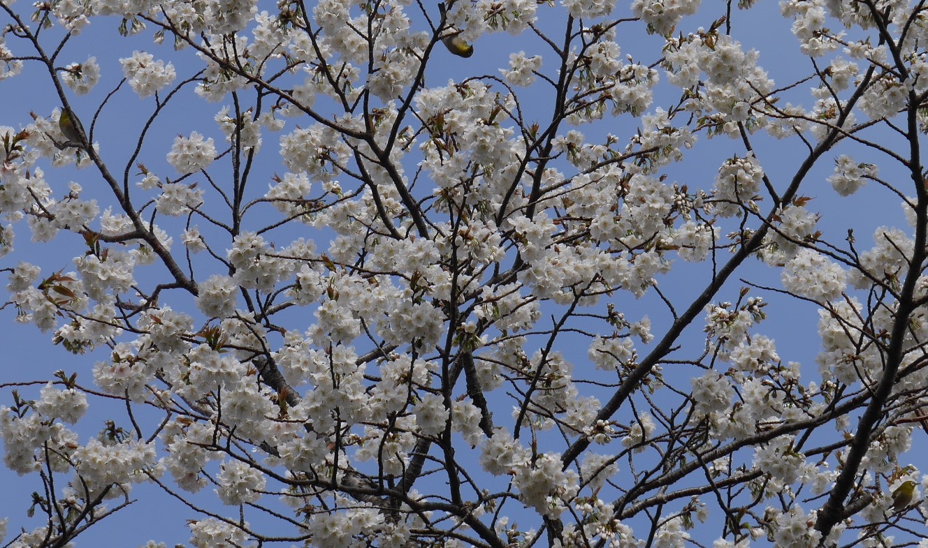 シンボルツリー 夫婦桜 の夫桜 一気に満開に3 16 北鎌倉湧水ネットワーク シンボルツリー 夫婦桜 の夫桜 一気に満開に3 16 北鎌倉湧水ネットワーク