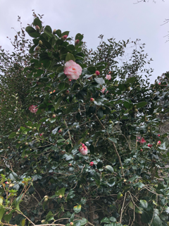 椎茸を作ろう_f0363168_14555925.png