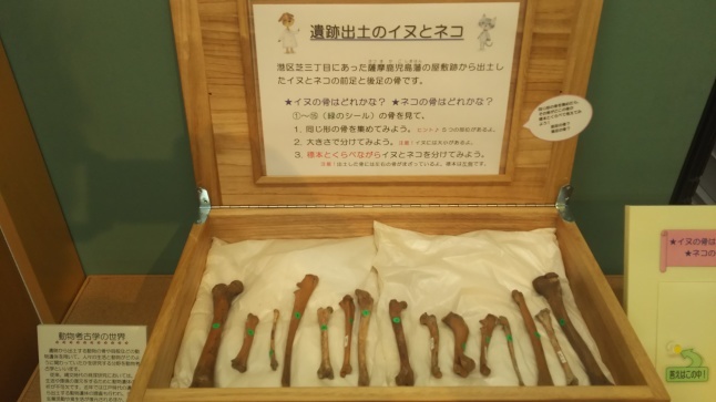 2017-20【東京ぶらぶら】城西の江戸考古遺物資料館めぐり:動物を中心に【港区・品川区・東京都埋蔵文化財センター】_b0116271_11323572.jpg
