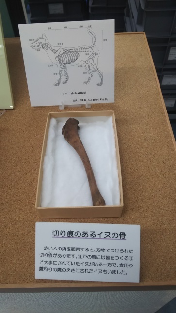 2017-20【東京ぶらぶら】城西の江戸考古遺物資料館めぐり:動物を中心に【港区・品川区・東京都埋蔵文化財センター】_b0116271_11323881.jpg