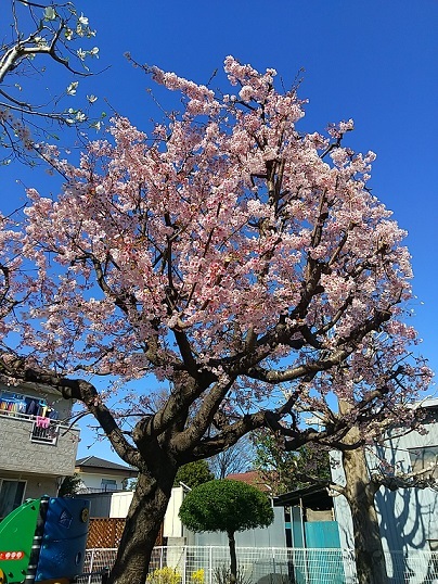 満開の桜！_b0117785_12493070.jpg