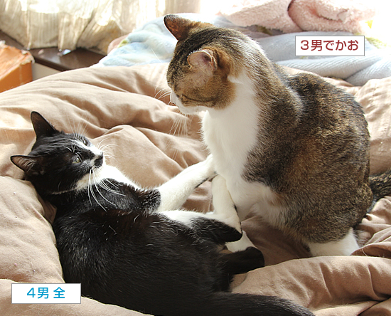 猫のケンカ_a0389088_05095274.jpg