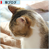 猫のケンカ_a0389088_05095308.jpg