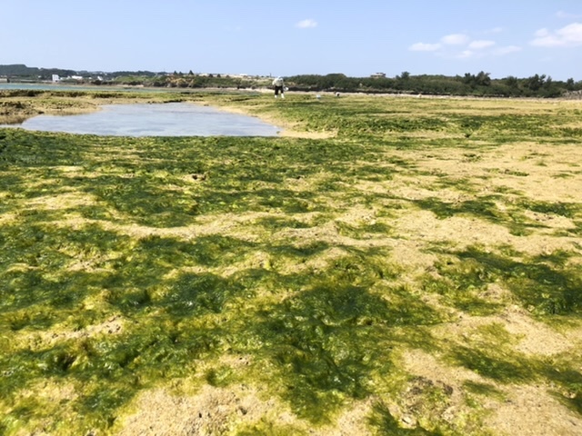 アーサを摘みに トキシンのイラストレーター的 沖縄 生活