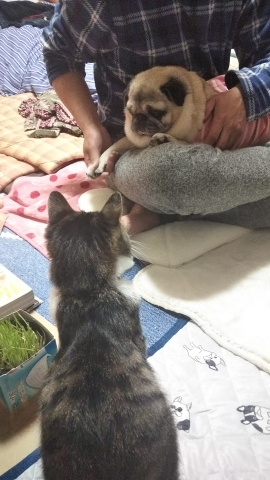 エルとみやこ。エル13歳になる。_a0105396_01363919.jpg