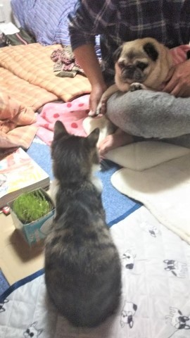 エルとみやこ。エル13歳になる。_a0105396_01370947.jpg
